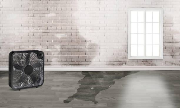 Best Local water damage restoration  in Reynolds Heights, PA